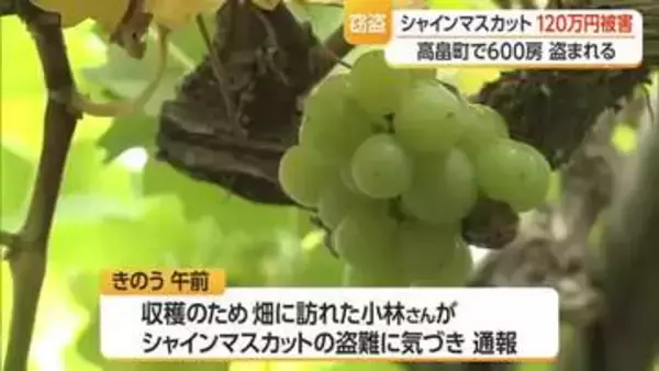 高畠町のブドウ畑でシャインマスカット盗難・約600房120万円相当被害　山形