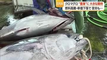 庄内沖でクロマグロ豊漁・ブランド化に期待も平均単価下落・年間漁獲枠・物価高騰など課題山積　山形