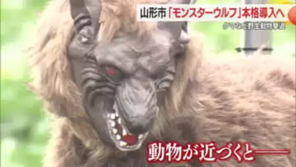 山形市がモンスターウルフ本格導入へ・実証実験経て　クマ・サル・イノシシなど野生動物撃退に効果　山形