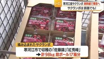 新幹線で新鮮サクランボをスピーディーに「はこビュン」　寒河江市で収穫された佐藤錦・紅秀峰　山形