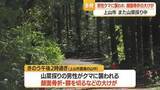 「また山菜採り中の男性が…上山市菖蒲の山中でクマに襲われ顔面骨折の大けが　山形」の画像1
