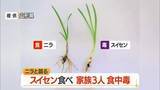 「スイセン食べ腹痛・嘔吐…家族3人が食中毒　ニラと間違いみそ汁に　山形・東置賜郡」の画像1