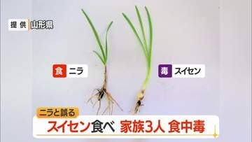 スイセン食べ腹痛・嘔吐…家族3人が食中毒　ニラと間違いみそ汁に　山形・東置賜郡