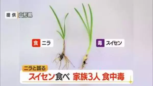 スイセン食べ腹痛・嘔吐…家族3人が食中毒　ニラと間違いみそ汁に　山形・東置賜郡
