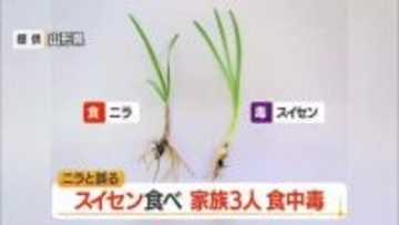 スイセン食べ腹痛・嘔吐…家族3人が食中毒　ニラと間違いみそ汁に　山形・東置賜郡