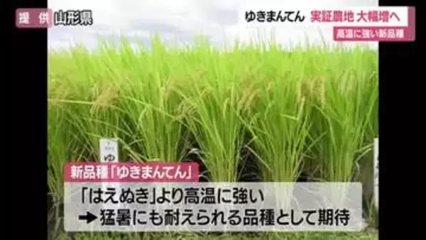 高温に強い「ゆきまんてん」実証農地29カ所→73カ所に増やす計画・栽培マニュアル作成　山形
