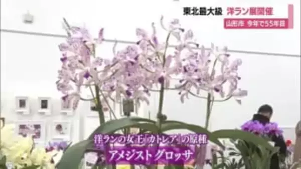 道の駅やまがた蔵王で「洋蘭と草花の祭典」開催中・山形