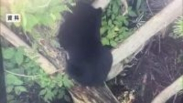 【クマ出没】米沢で体長80センチ・村山で体長1メートルのクマ目撃相次ぐ　注意呼びかけ　山形