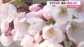 山形地方気象台のサクラ満開発表　過去3番目に早い満開・平年より12日早く昨年より8日早い　山形