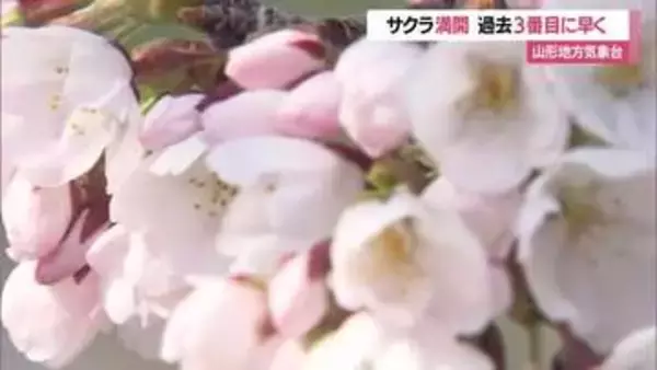 山形地方気象台のサクラ満開発表　過去3番目に早い満開・平年より12日早く昨年より8日早い　山形