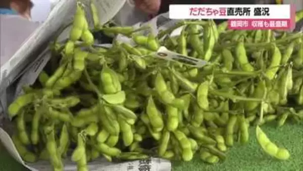 「甘さと香りが全然違う」　だだちゃ豆の収穫最盛期・直売所にぎわう　山形・鶴岡市