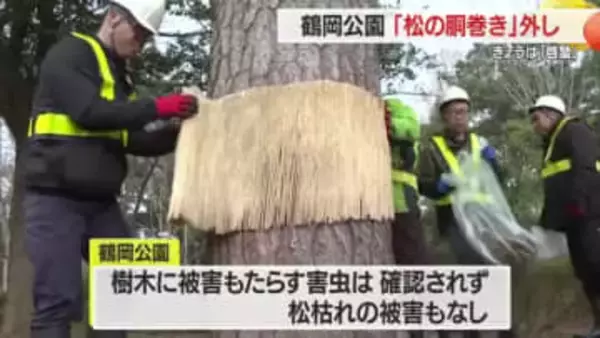 鶴岡公園で「松の胴巻き外し」　雪の影響で枝折れあるも害虫・松枯れの被害なし　山形・鶴岡市