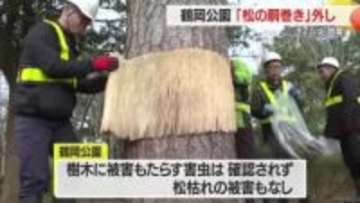 鶴岡公園で「松の胴巻き外し」　雪の影響で枝折れあるも害虫・松枯れの被害なし　山形・鶴岡市