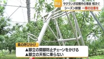 収穫終盤で疲れも…サクランボ畑で脚立からの転落事故相次ぐ　80歳・58歳男性大けが　山形・寒河江市