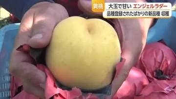 華やかな香りと噛むごとにあふれる甘味！　新たな品種「黄色い桃」収穫開始　山形・天童市