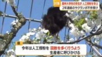 熟練農家に学ぶ…農林大学生がサクランボ結実対策実習　山形・東根市