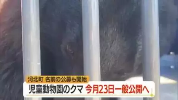 保護された野生のクマ7月23日から一般公開・ウェブで名前も募集　山形・河北町児童動物園