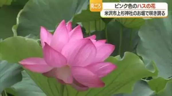 約120メートル・お堀に咲くピンクのハス見ごろ　8月下旬まで楽しめる　山形・米沢市上杉神社