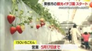 ベビーカー・車いすでもゆったりイチゴ狩り満喫・60分食べ放題　観光イチゴ園オープン　山形・東根市