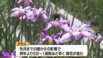 500品種・100万輪 色とりどりのアヤメ見ごろ　7/5まであやめまつり　山形・長井あやめ公園