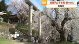 「絢爛豪華な千本桜・烏帽子山公園のサクラ見ごろ　山形・南陽」の画像1