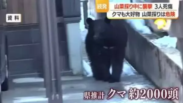 【専門家に聞く】クマも山菜が大好物　山菜採り自体がクマ遭遇率高く危険　2026年は活動開始早い　山形