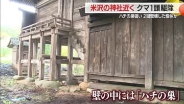 箱わなにかかったクマ1頭駆除…神社の壁を二度壊したクマと同一か・壁の中のハチの巣ねらう　山形・米沢市