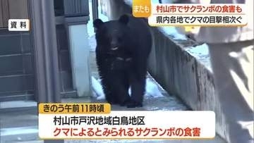 【クマ出没】村山市でサクランボ食害か　山形市・白鷹町・河北町・庄内町・酒田市などで目撃