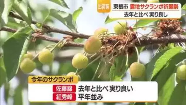 「今年こそは！」2年続いた不作乗り越え意気込む　東根の佐藤錦は実り良し・紅秀峰は平年並み　山形