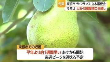 ラ・フランスの「販売開始基準日」は10月20日・収穫量は前年より3300ｔ増える見通し　山形