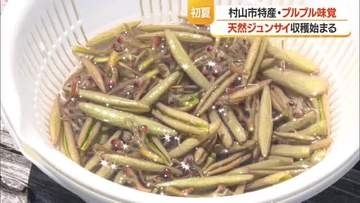 ぬるぬる・シャキシャキ　箱舟に乗り初夏の味覚ジュンサイ摘み始まる　7月末まで楽しめる　山形・村山市