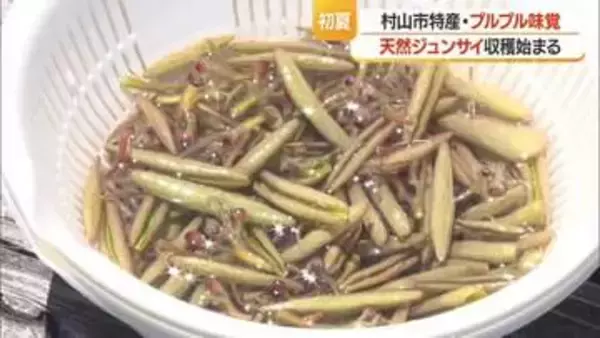 ぬるぬる・シャキシャキ　箱舟に乗り初夏の味覚ジュンサイ摘み始まる　7月末まで楽しめる　山形・村山市