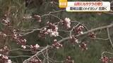 「山形市・霞城公園のソメイヨシノ早くも開花？　山形市」の画像1