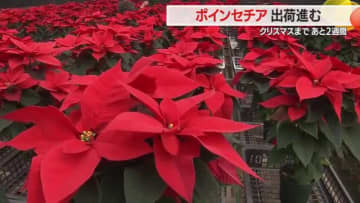 ポインセチア出荷最盛期　ウィンターローズ・プレミアムポーラーなど種類さまざま　山形・寒河江市