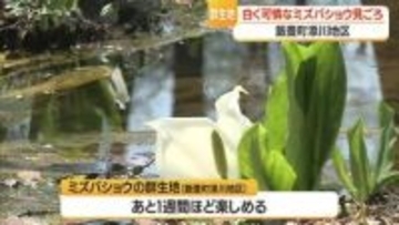 飯豊町　ミズバショウの群生地が見ごろ