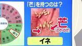 「【天気／山形】芒（のぎ）を持つのはイネ＆週末の詳しい天気　中村友祐気象予報士の天気予報(2)」の画像1