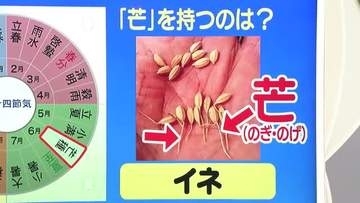 【天気／山形】芒（のぎ）を持つのはイネ＆週末の詳しい天気　中村友祐気象予報士の天気予報(2)