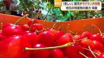佐藤錦・紅秀峰など7品種　園児が仲良く真っ赤に実ったサクランボの収穫体験　山形・東根市
