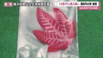 大麻グミ輸入摘発・仙台空港初…酒田市山居町の32歳会社員逮捕・タイから持ち込んだ疑い　山形