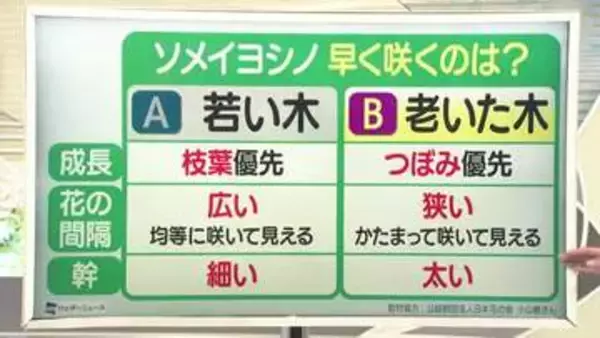 【天気／山形】早く咲くのは老いた木＆4日の詳しい天気　中村友祐気象予報士の天気予報(2)