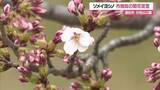 「日和山公園でサクラ開花　平年より6日早い開花・記録始まった2015年以降最速　山形・酒田市」の画像1