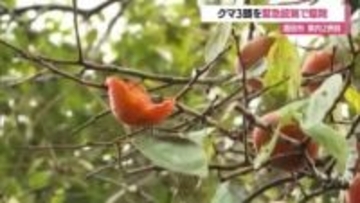 酒田市で柿の木に登るクマ目撃・親子とみられる3頭駆除…県内2例目の緊急銃猟　山形