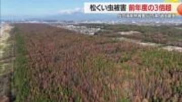 過去最悪更新…松くい虫被害62万本（2025年12月末時点）2024年比3倍以上　山形・庄内海岸林