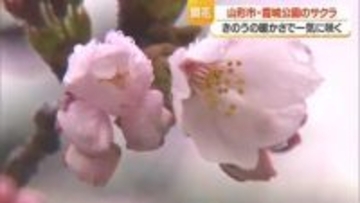 霞城公園でサクラ開花宣言・2017年以降2番目に早い開花　今後雨予報の日が多く開花足踏みか　山形