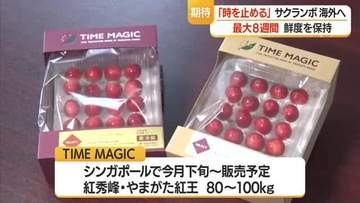 「時を止めたサクランボ」販売へ…5年かけ長期保存に成功・海外への販路拡大へ　山形