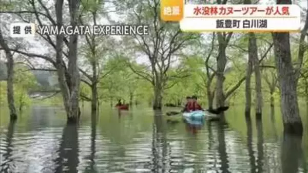 湖面から木々が生えているような神秘的な景色・白川湖の水没林　カヌーツアー人気　山形・飯豊町