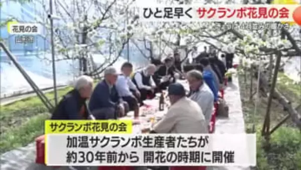 ひと足早い花見・加温サクランボのハウスで　山形・山形市