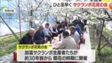 ひと足早い花見・加温サクランボのハウスで　山形・山形市