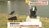 「池のコイ5分の4を鳥に食べられ死活問題　AI活用“鳥追い払い装置”で特産のコイ守る　山形・長井市」の画像1