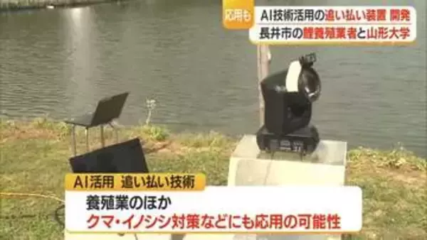池のコイ5分の4を鳥に食べられ死活問題　AI活用“鳥追い払い装置”で特産のコイ守る　山形・長井市